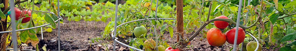 Florida Backyard Raised Vegetable Garden