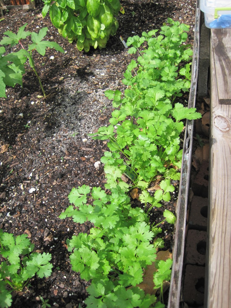 Watch My Food Grow — A South Florida Raised Vegetable Garden