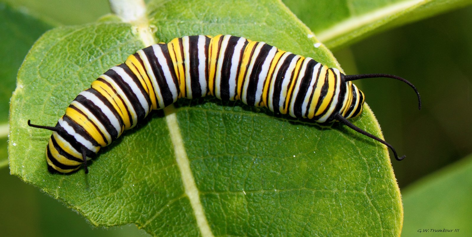 Mysterious Caterpillar