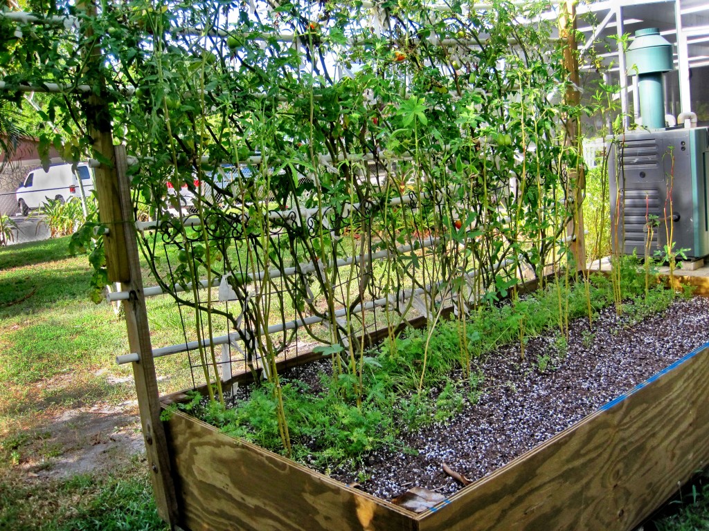 Watch My Food Grow — A South Florida Raised Vegetable Garden