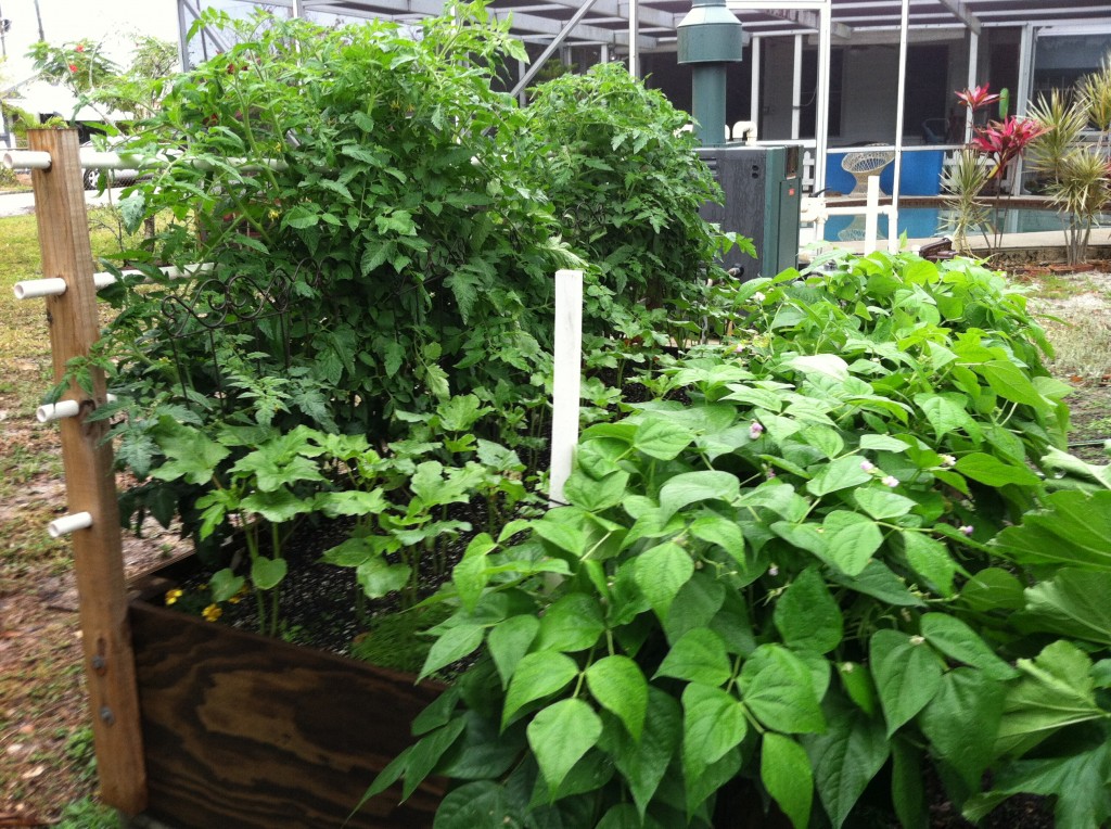 Watch My Food Grow — A South Florida Raised Vegetable Garden